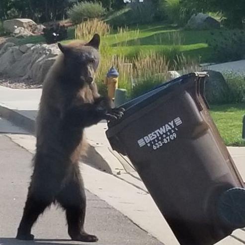 Letters Revisit The Bear Proof Trash Cans A Special Breed Of