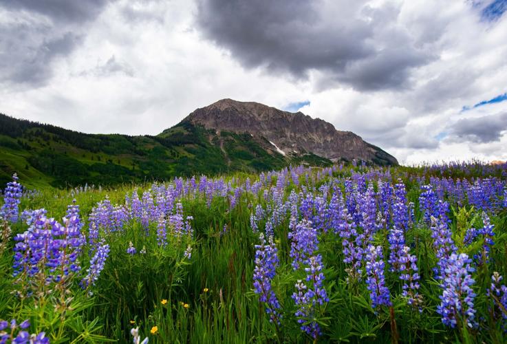Lupine Trail Crested Butte: A Hiker's Dream Journey