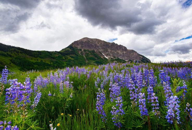 Colorado Wildflower Splendor Yoga Mat by Cascade Colors - Cascade Colors -  Artist Website