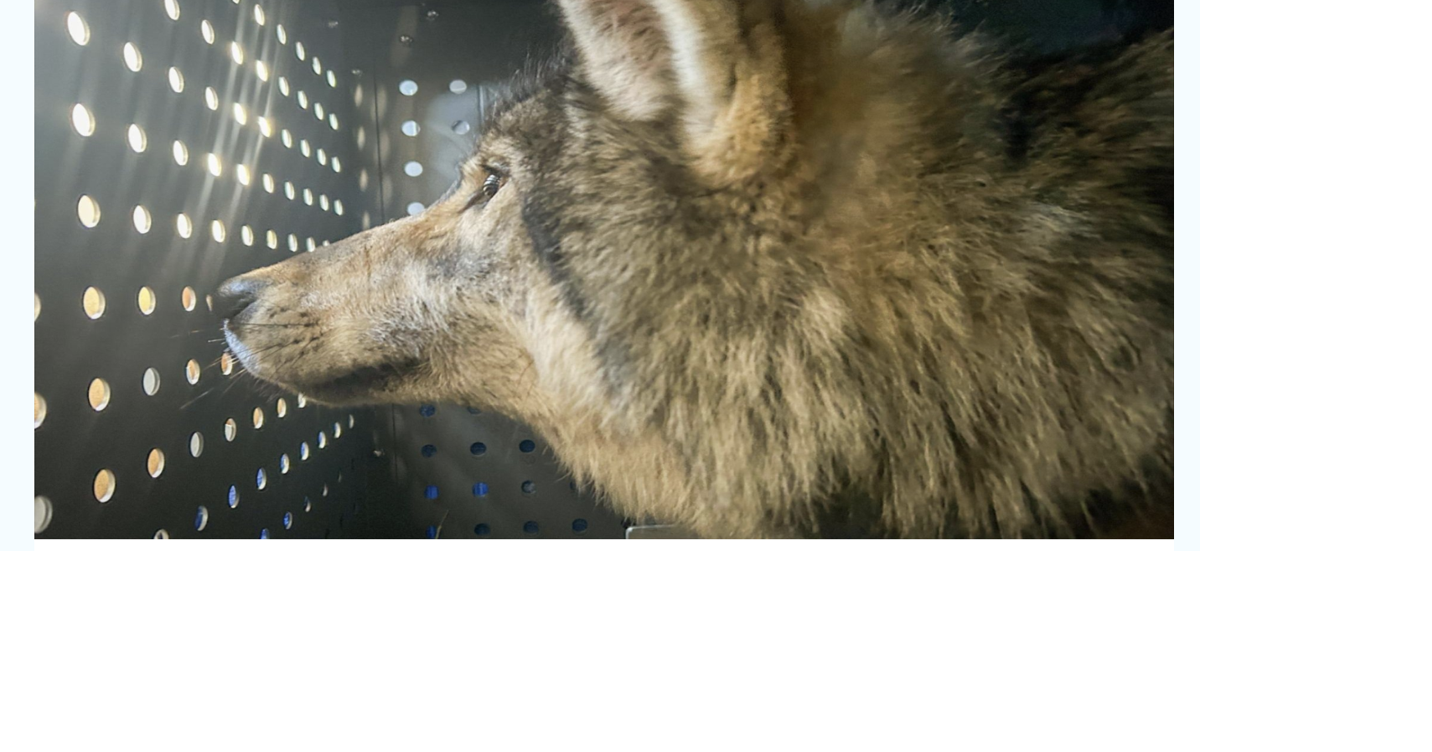Ranchers claim nearly $650k in wolf attacks
