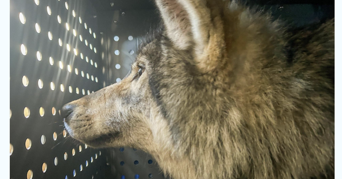 Ranchers claim nearly $650k in wolf attacks