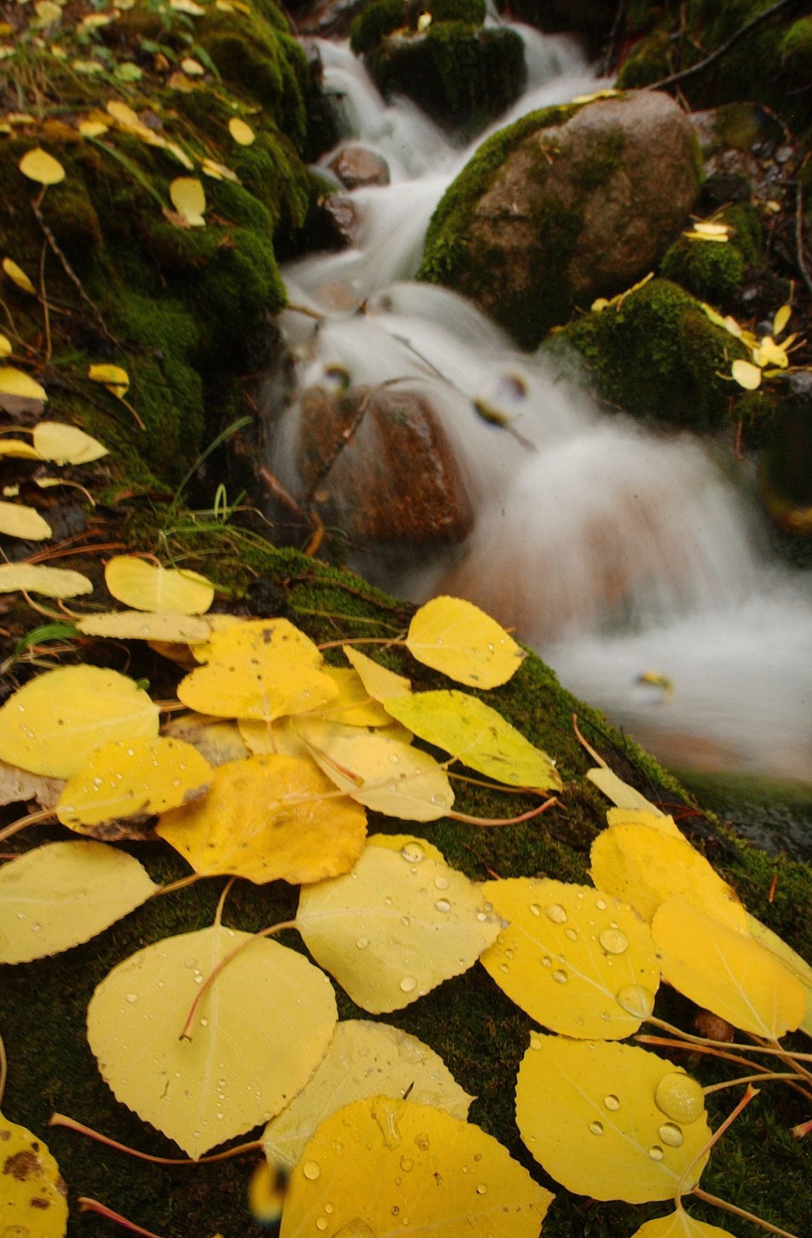 Year-Round Gardening: Shorter days largely drive autumn show