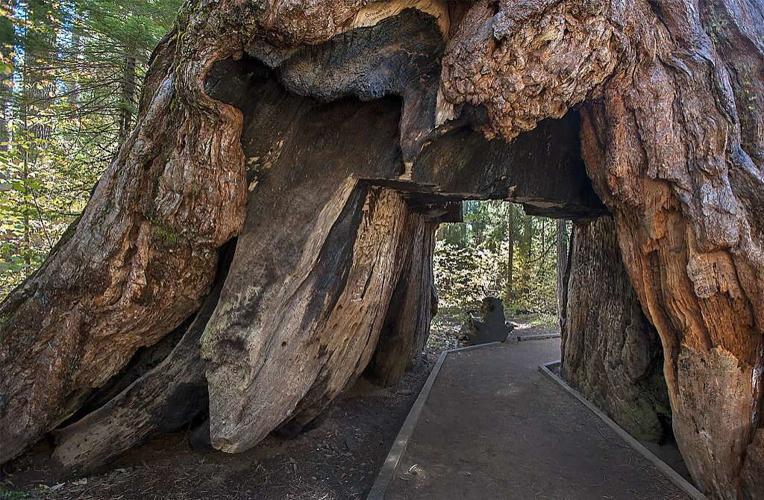 California's famous 'drive-thru' sequoia toppled by storms