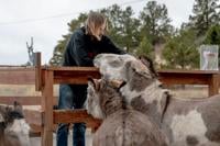 Cripple Creek Donkeys to be released May 15