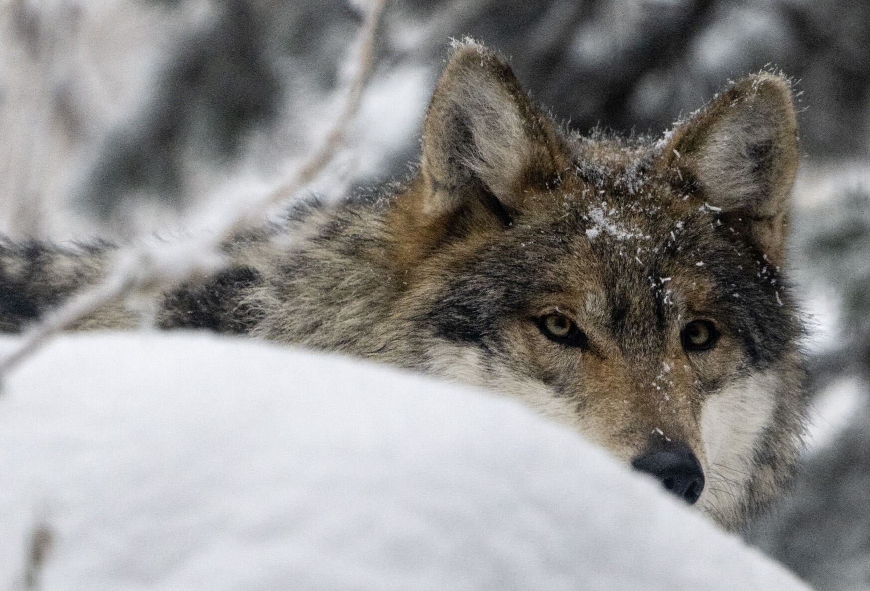 Cheyenne Mountain Zoo Mexican wolves | | gazette.com