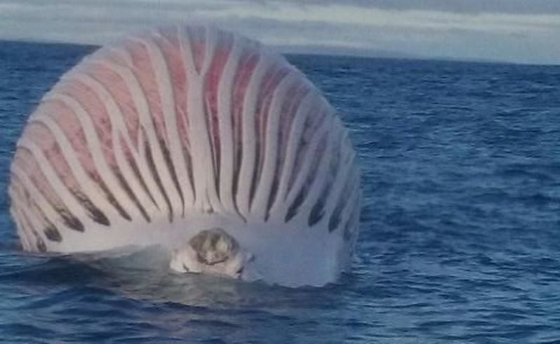 A sea creature 'the stuff of nightmares' washes up on beach