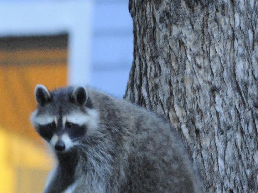 It S Winter Watch Out For Falling Raccoons Colorado Springs News Gazette Com