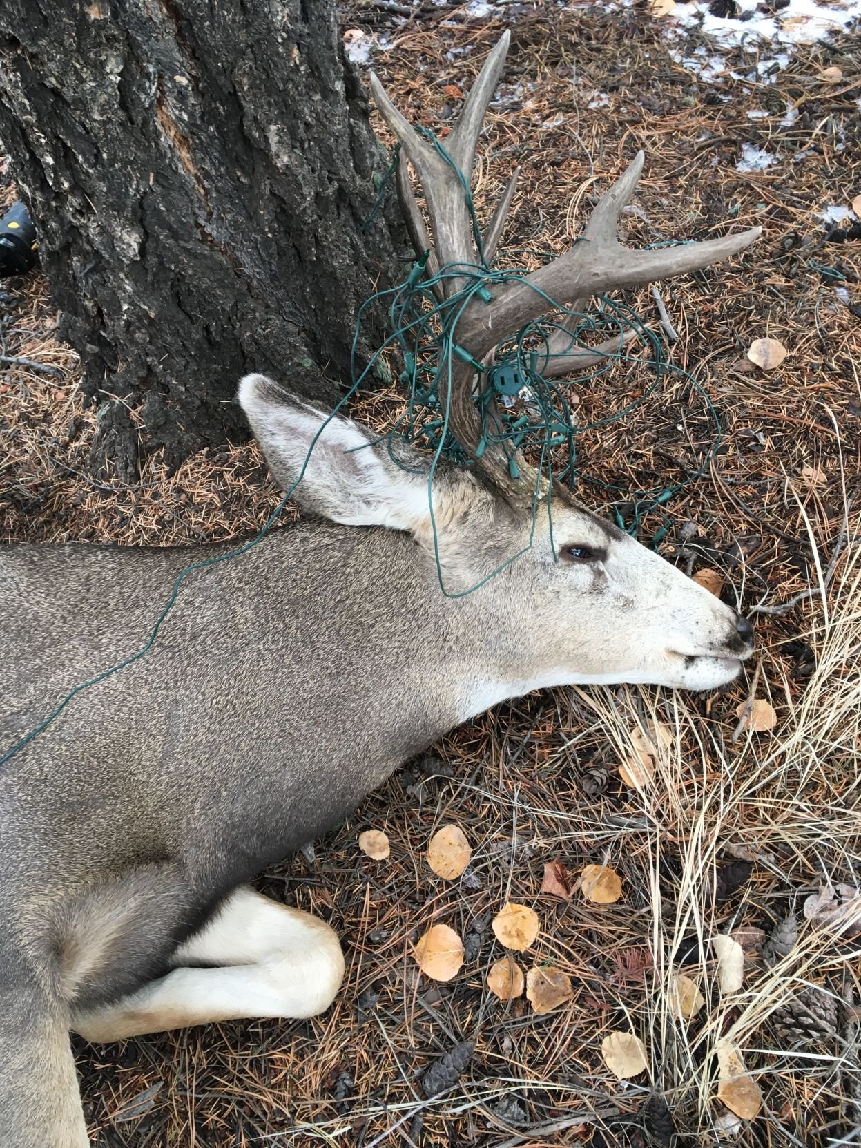 Deer With Christmas Lights In Colorado Springs 2022 Wildlife Officials Warn Residents Outdoor Christmas Decorations Can Be  Deadly For Animals | News | Gazette.com