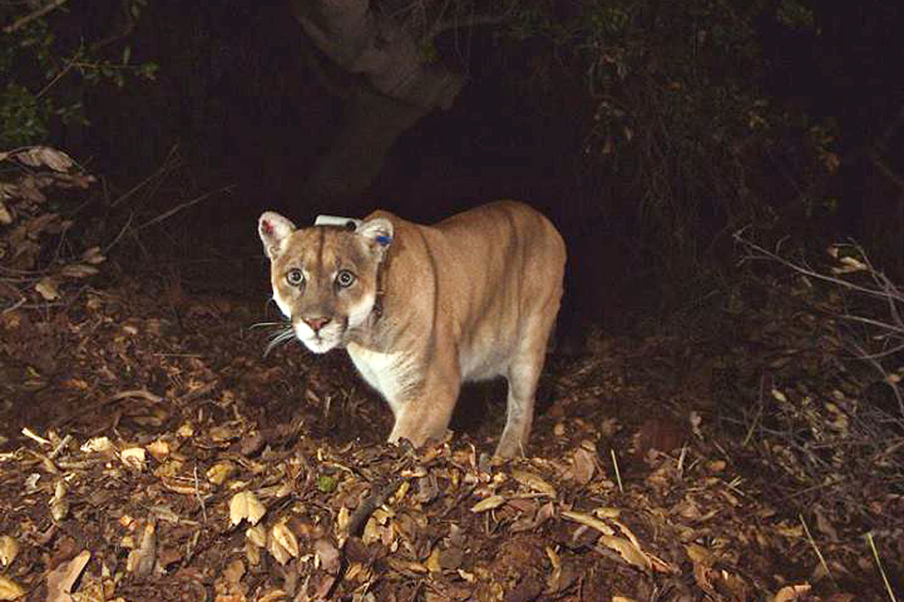 what to do if you encounter a mountain lion