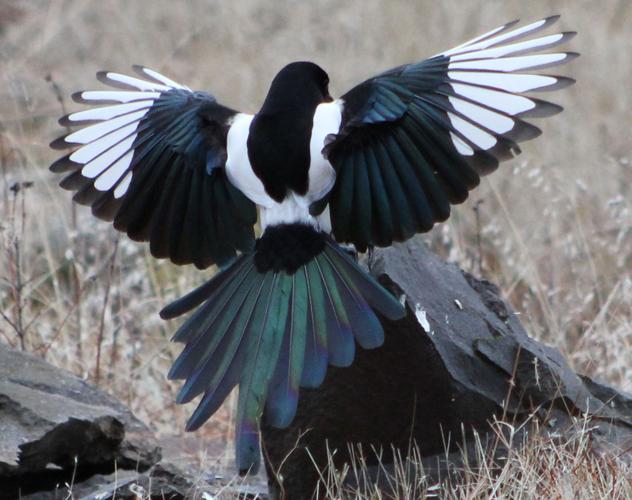 Black-billed Magpie Identification, All About Birds, Cornell Lab