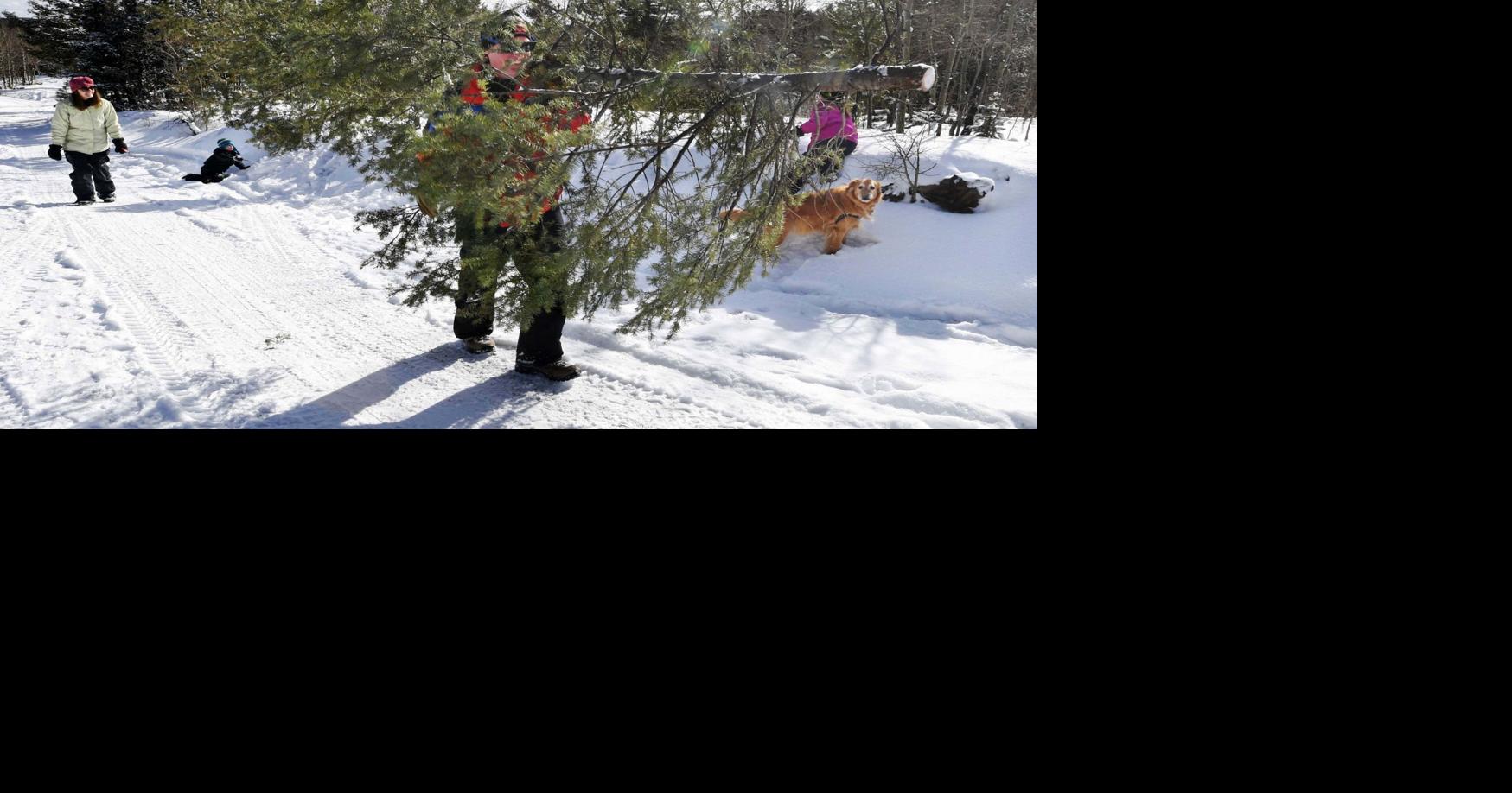 Christmas tree cutting permits now available Pikes Peak Courier