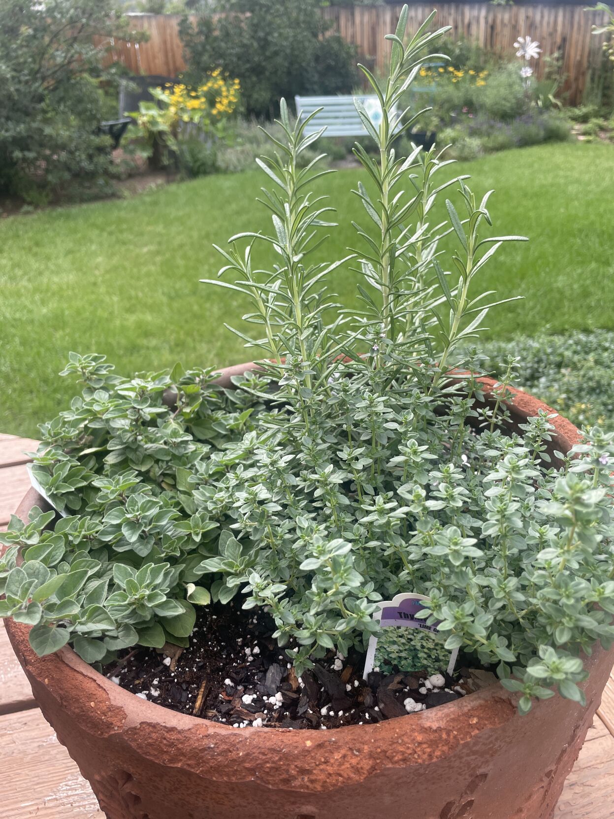 Year-round gardening: Growing and harvesting herbs in Colorado ...