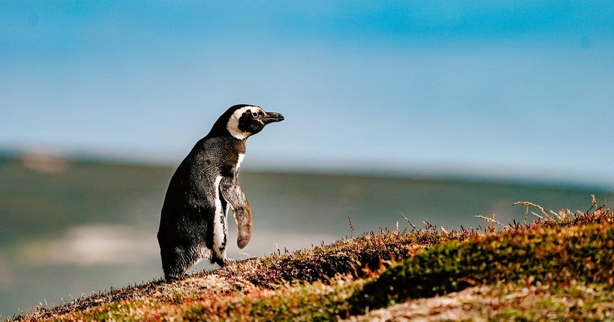 La historia de Dindim, un pingüino que viaja 5.000 millas cada año para visitar a su salvador |  Estilo de vida