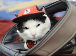 Cat Fest returns for third year featuring adoptions, cat-lebrity meet-and-greets