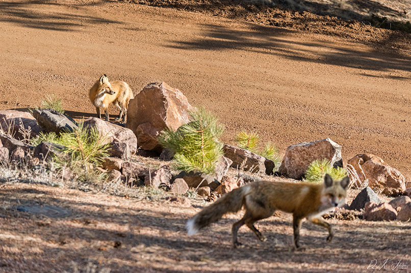 Getting familiar with local red foxes