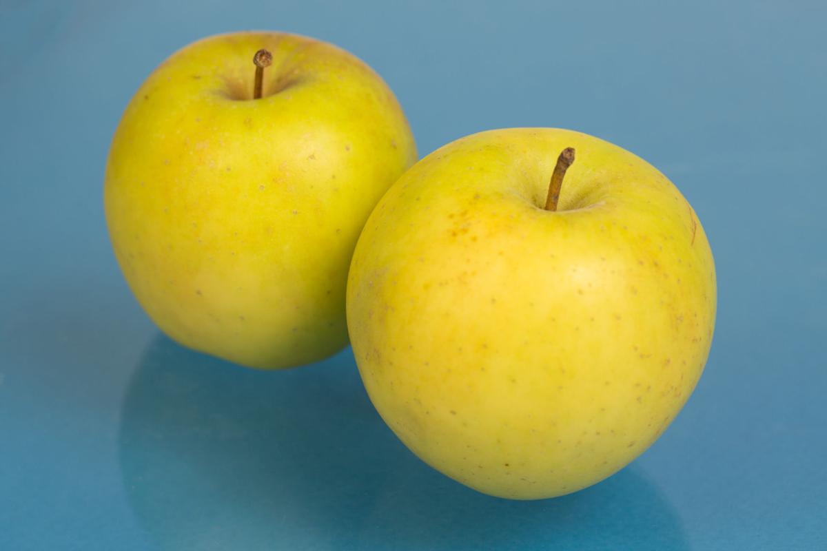 The Search For The Next Honeycrisp Apple Lifestyle Gazette Com