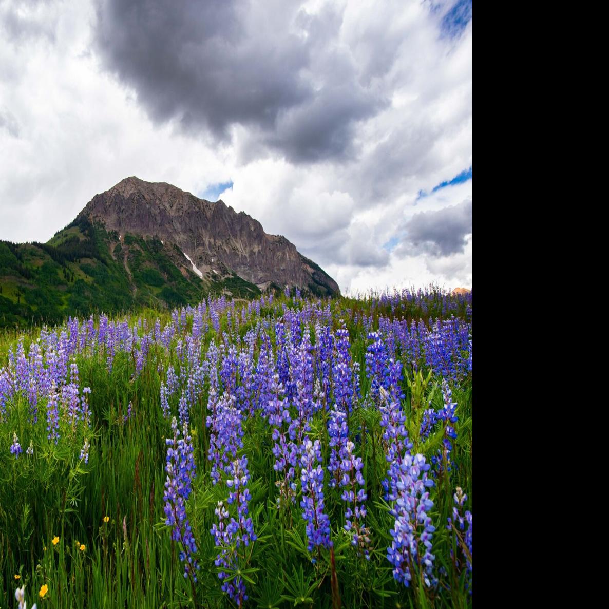 It's looking like a very good year for wildflowers in Colorado. Here's why