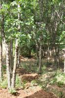 Year-round gardening: Gambel oak trees offer rewards and challenges