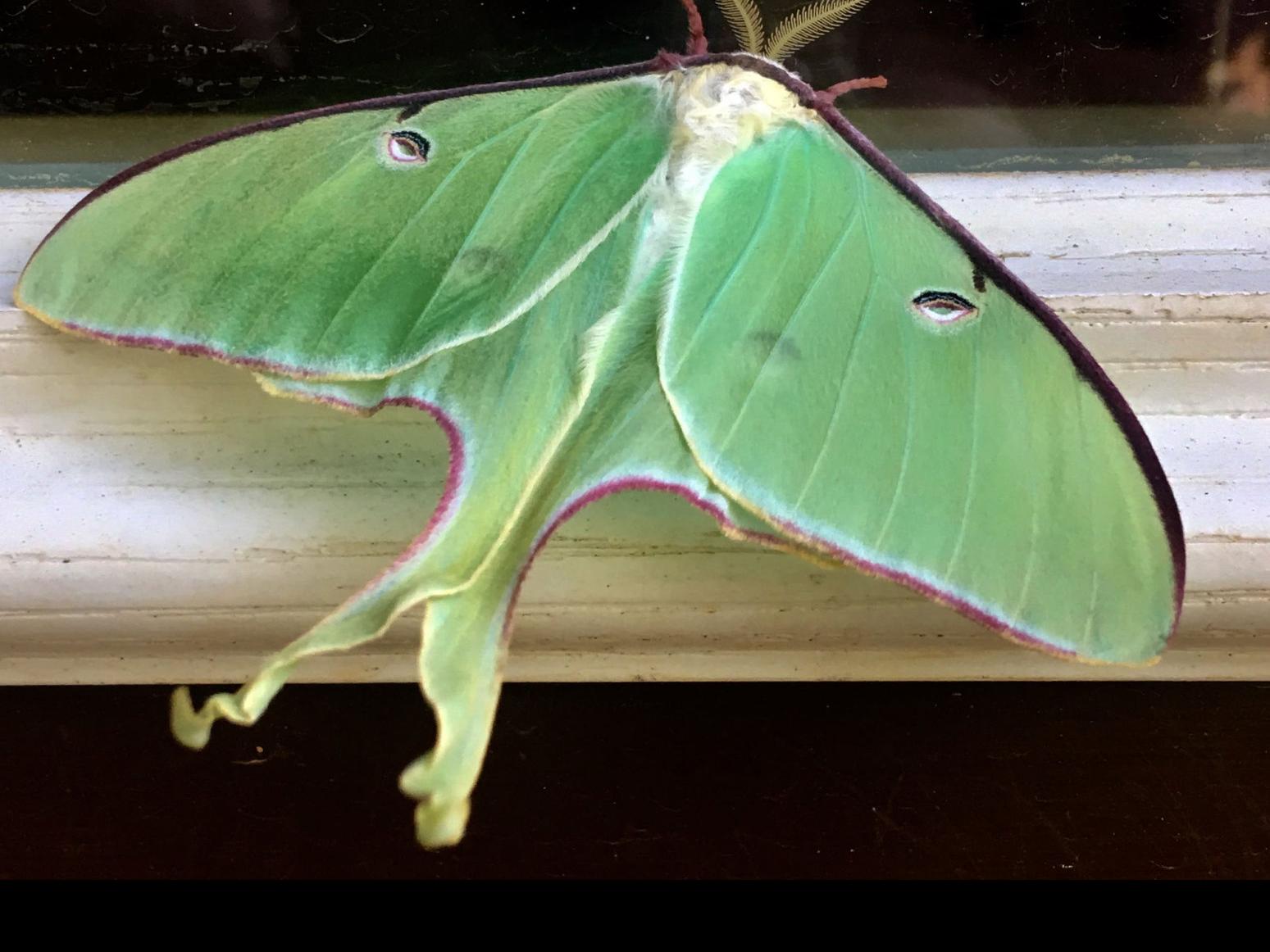 On Gardening Luna Moth Sighting One Of Life S Special Moments