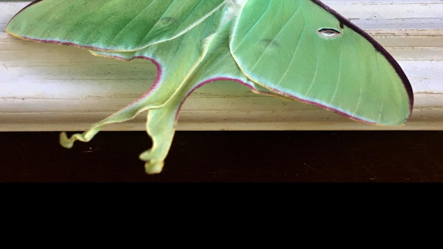 On Gardening Luna Moth Sighting One Of Life S Special Moments