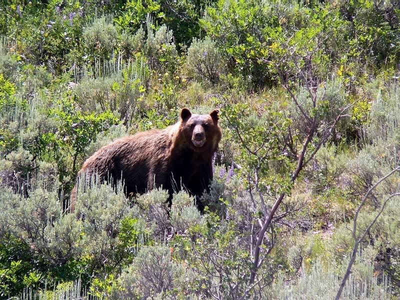 Bear caught in Briargate neighborhood of Colorado Springs and