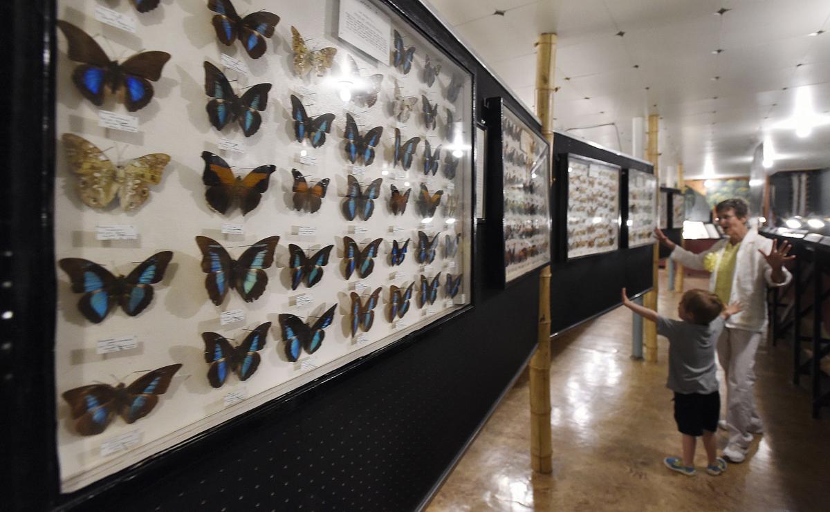 The Bug That Was No Bug: How a Colorado Museum Exhibit Caused a Stir and Sparked a Lesson