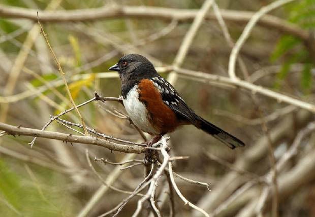 (Photo by Lou Orr, courtesy of the Cornell Lab of Ornithology)