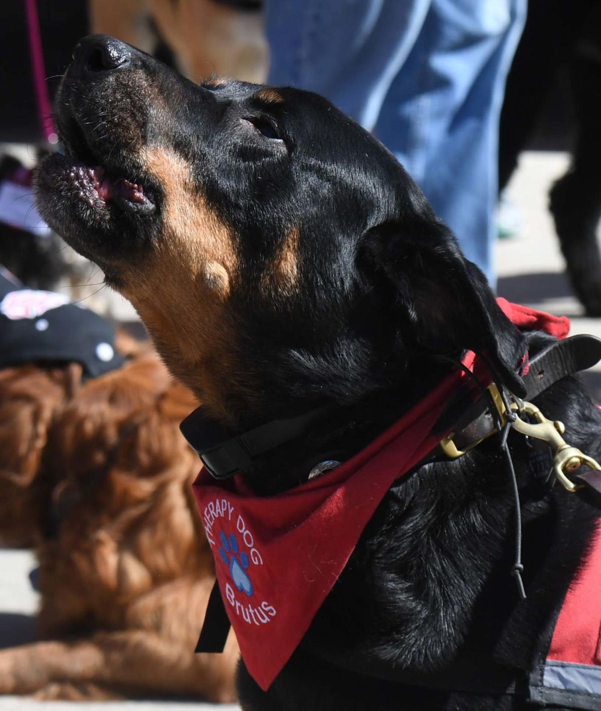 062319-life-therapy-dogs 46.JPG