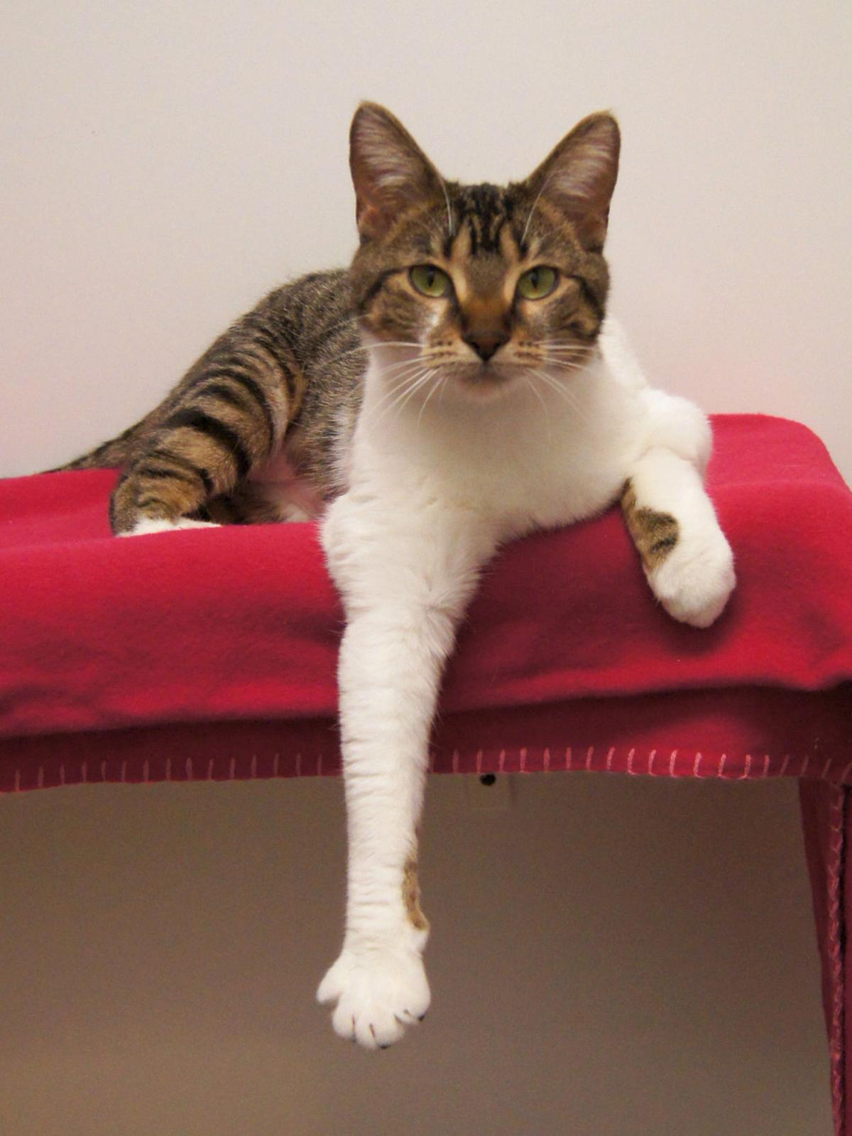 Dear Ms Kitty Cats Emotions Hard To Read Lifestyle Gazette Com