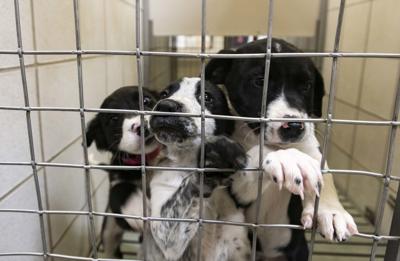 Pet costs rise in parts of El Paso County | News 