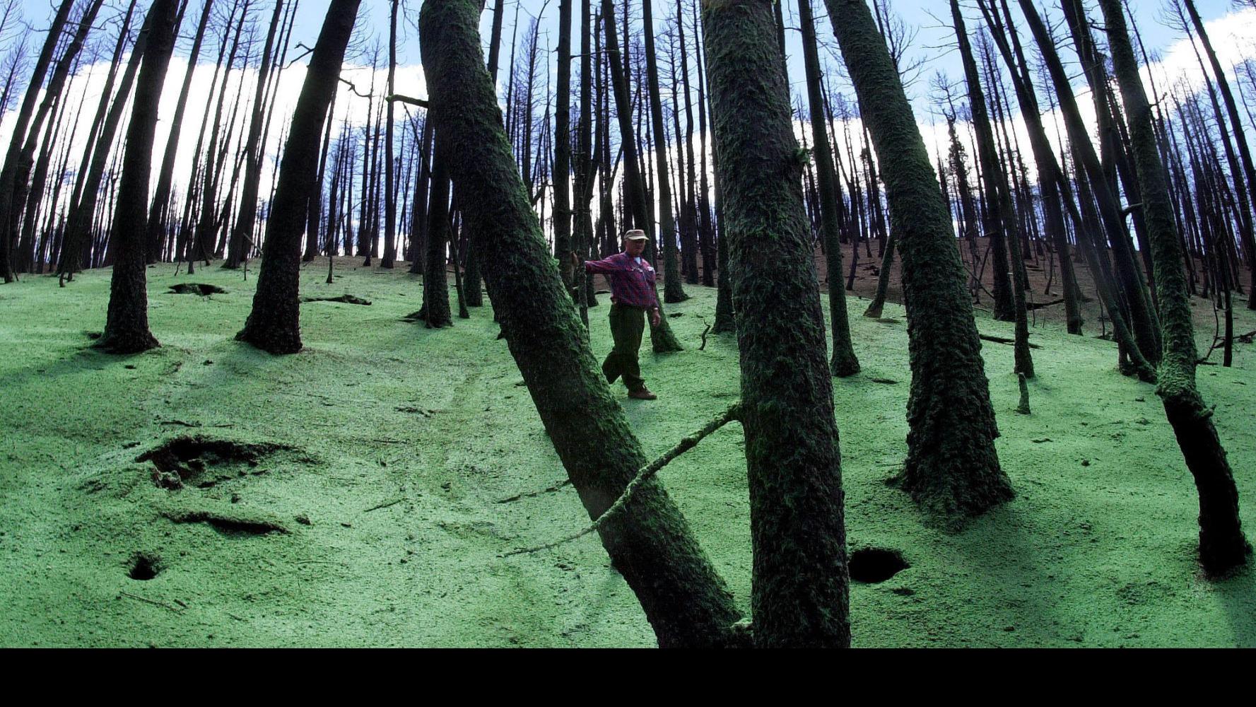 The Struggle To Save Colorado S Forests In A Changing World Colorado Springs News Gazette Com