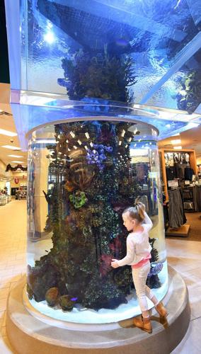 Fan Shop at Lincoln SCHEELS