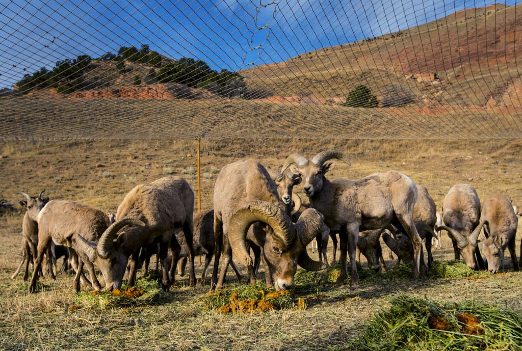 Springtime with sheep: Cuperus family starts Bushel+Peck - The Globe