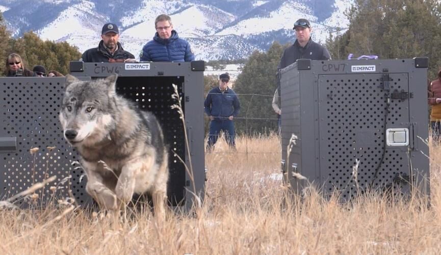 Another Wolf Attack Confirmed In Colorado | Wildlife | Gazette.com