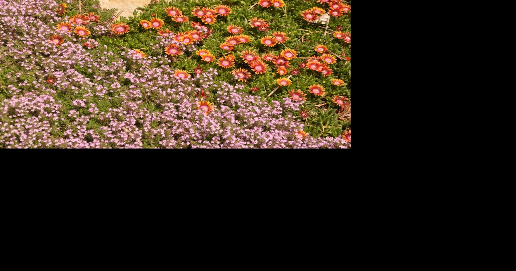 Year-round gardening: Mulch is ideal way to reduce watering, enrich soil and suppress weeds | Lifestyle