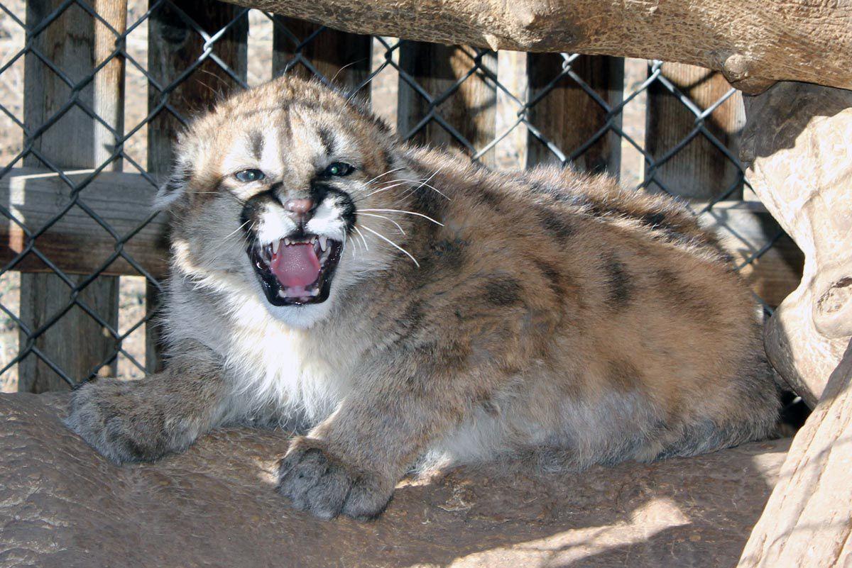 Remember The Bratwurst Fed Mountain Lion It S Now Under The Care