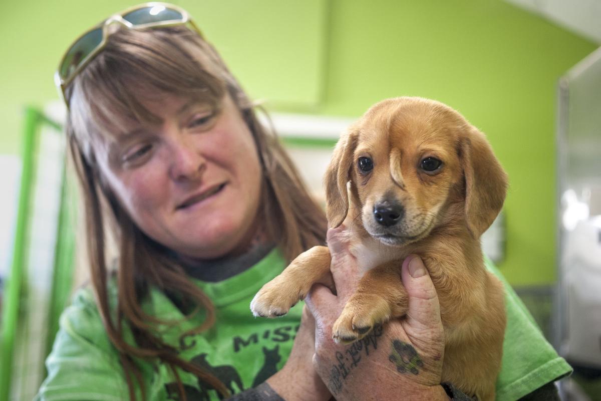 Rescue Unicorn Puppy Doesn T Notice Tail Growth On Head Colorado Springs News Gazette Com