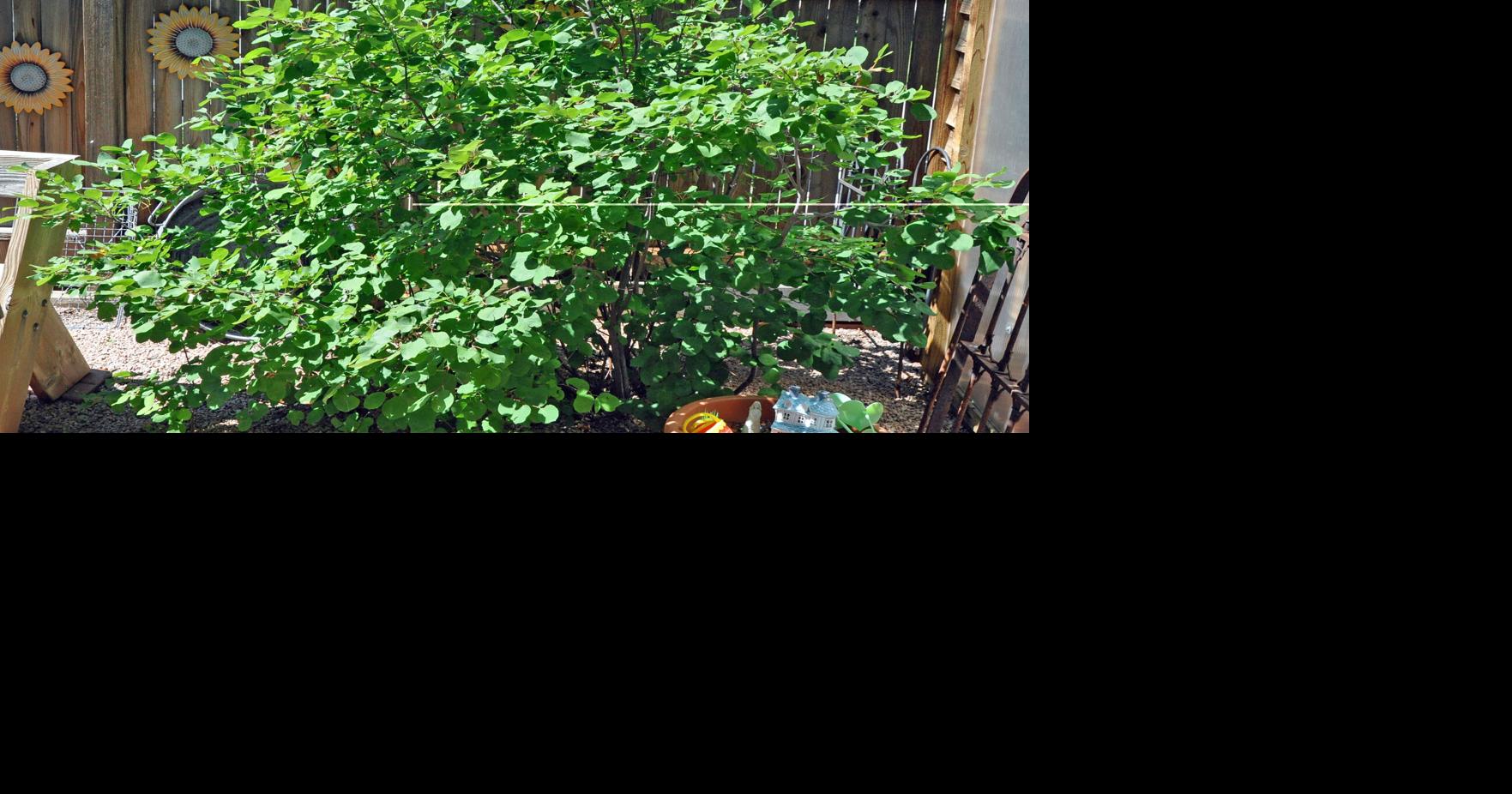 Year-round gardening: Plant this Colorado Springs native with four-season appeal