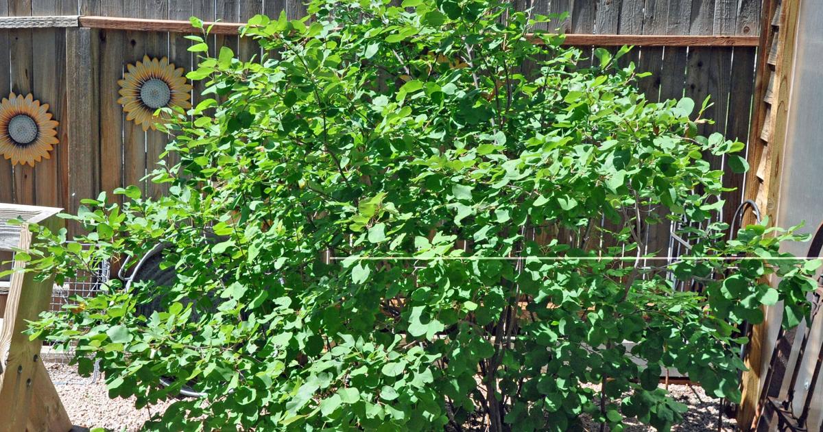 Year-round gardening: Plant this Colorado Springs native with four-season appeal