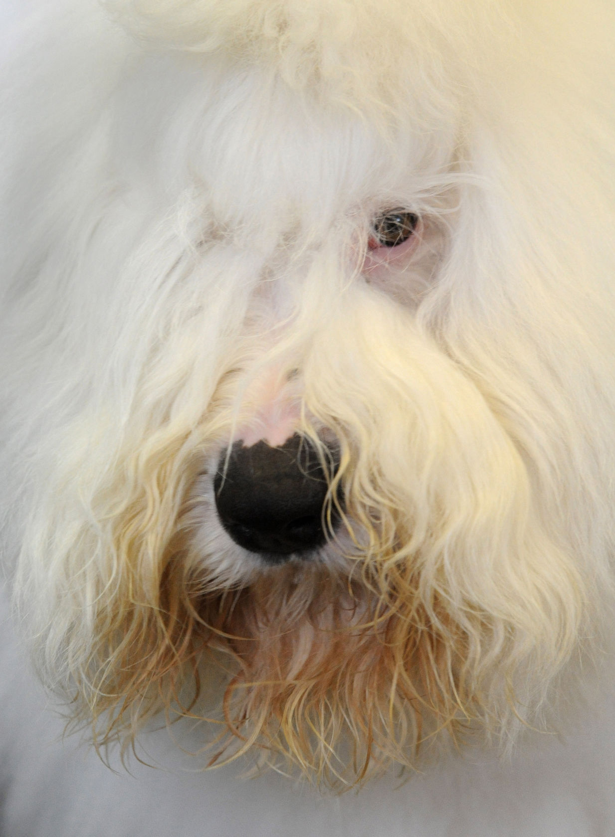 Swagger old hot sale english sheepdog