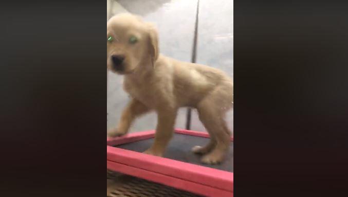 Colorado Springs Employee Fired After Viral Video Shows Puppy Being Thrown Back Into Cage Colorado Springs News Gazette Com
