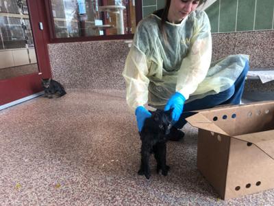 Southern Colorado No Kill Animal Shelters Struggle With Violations Pikes Peak Courier Gazette Com