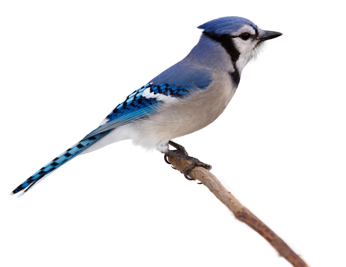 Great Backyard Bird Count Taking Place In Colorado Springs And