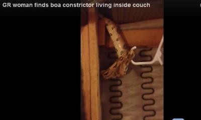 Video: Woman finds snake in couch brought home from curb