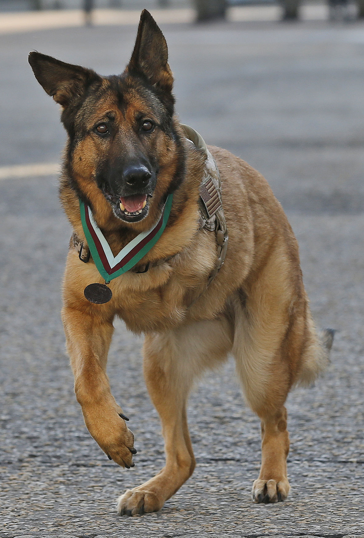 united states marines corps as a specialized search dog lucca