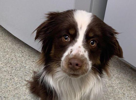 Dog Found Wandering At Summit Of Rabbit Ears Pass Colorado Springs News Gazette Com