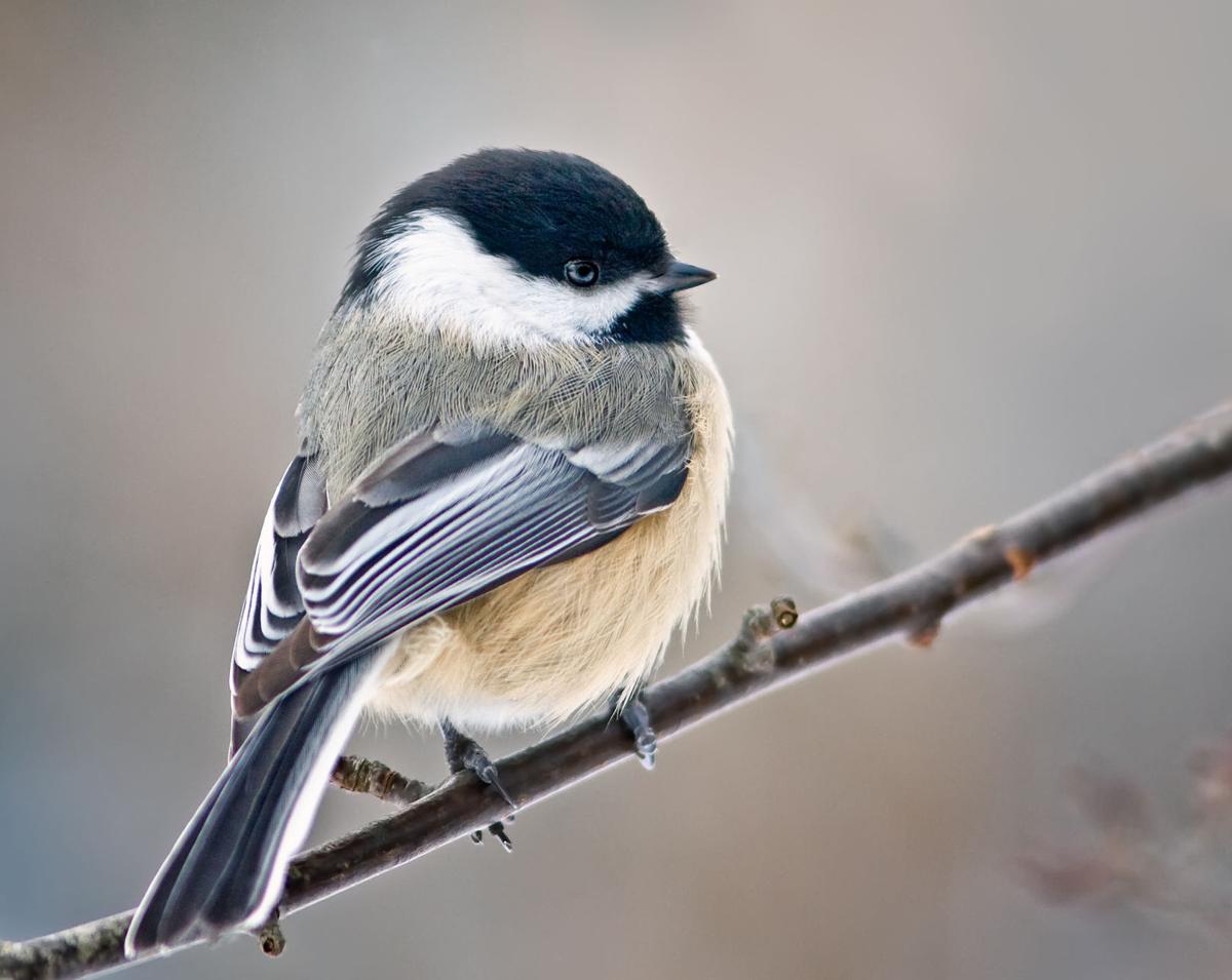 What S That Chirping Ten Common Backyard Birds Of Colorado