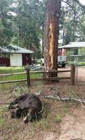 Colorado bear killed by lightning after climbing tree