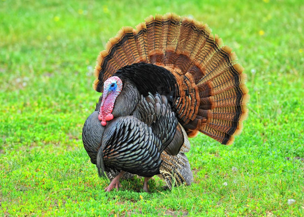 Guest Column Wild Turkey Talk More Than A Just A Holiday Meal Cheyenne Edition Gazette Com
