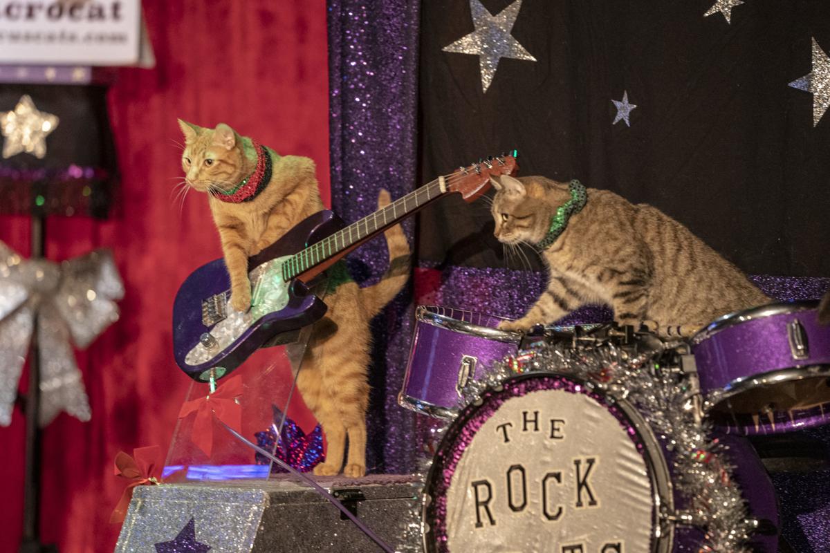 The Amazing Acro Cats Leap Into Colorado Springs Ae Gazette Com